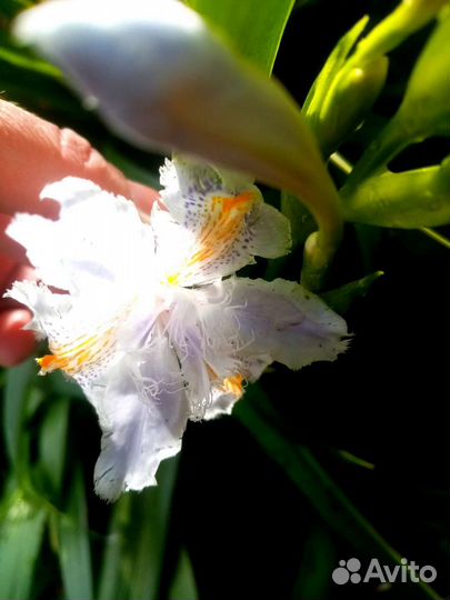 Ирис Японский Фрезия красная