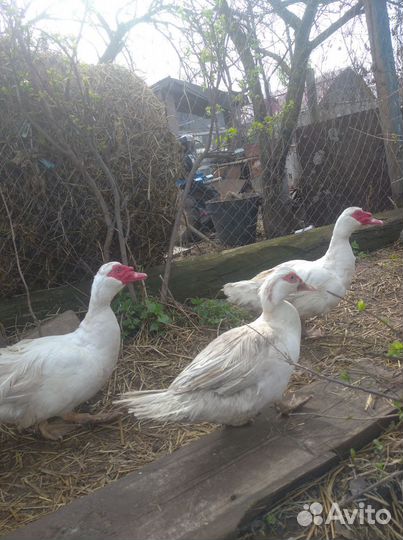 Селезень индоутки