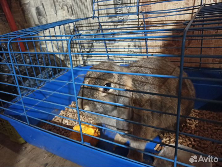 Декоративный кролик