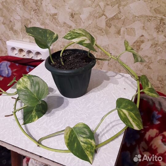 Эпипремнум