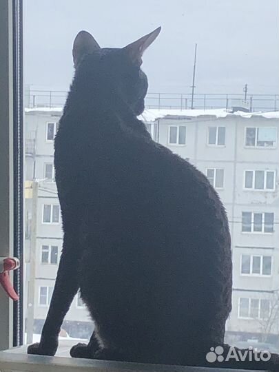 Корниш-рекс
