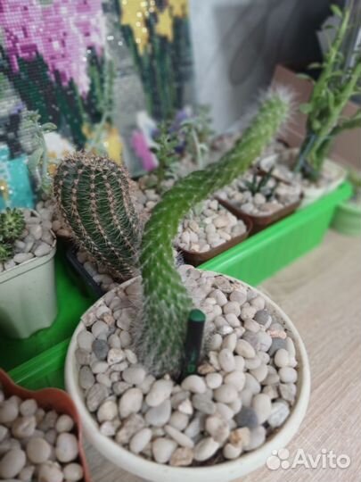 Суккуленты которые не нужно поливать