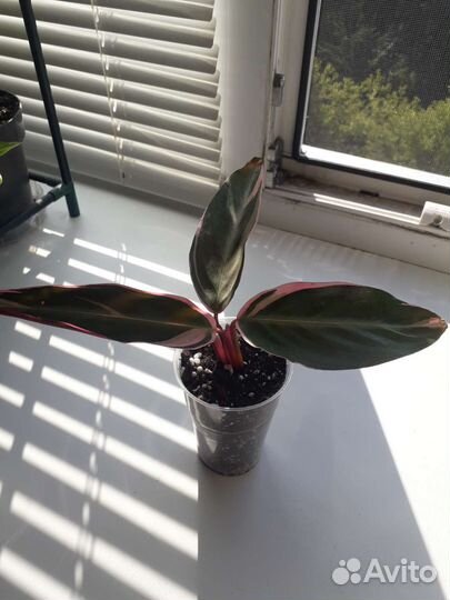 Строманта триколор