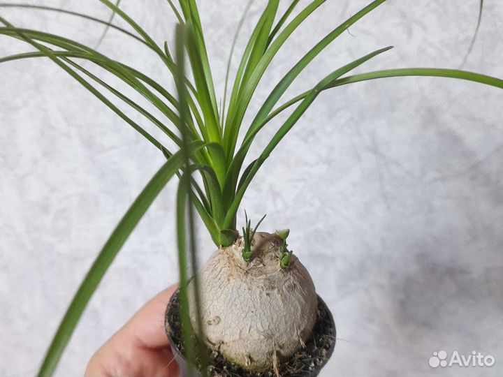 Бокарнея нолина