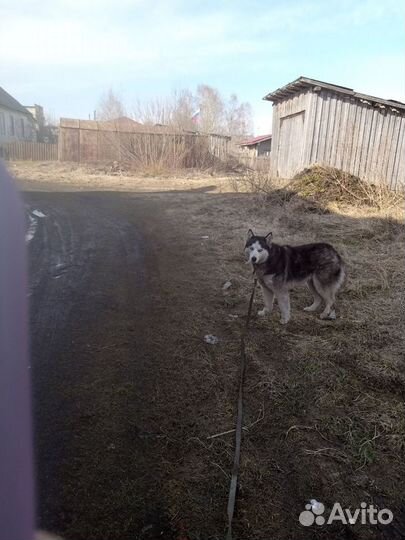 Отдам в добрые руки хаски (стерилизована) 3года