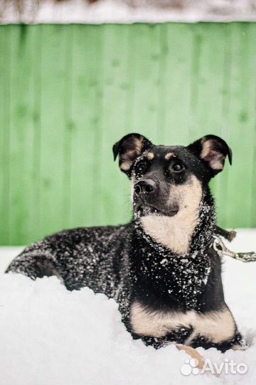 Эби бесплатно