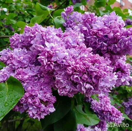 Сирень махровая