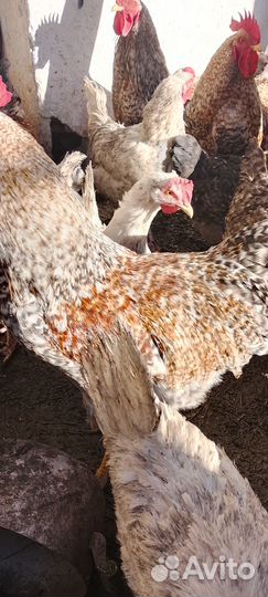 Молодые породистые петушки