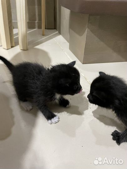 Котята в добрые руки даром