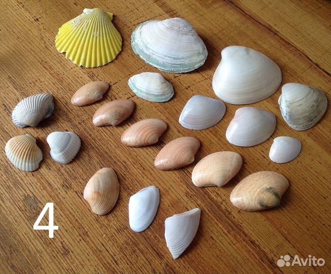 Набор ракушек (20 шт.)
