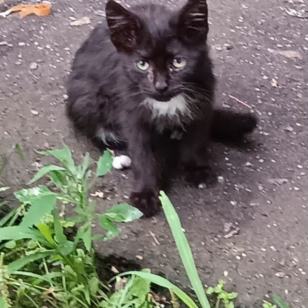 Котёнок в добрые руки