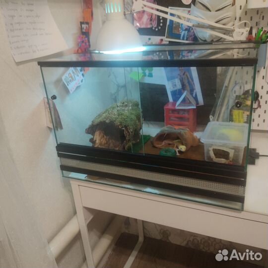 Ящерица эублефар