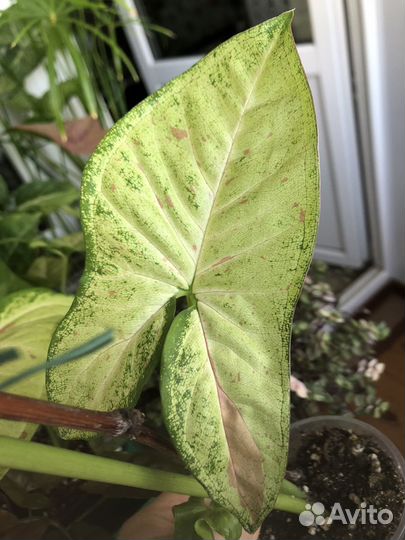 Сингониум конфетти