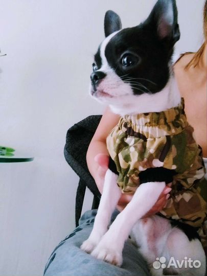 Вязка кобель чихуахуа