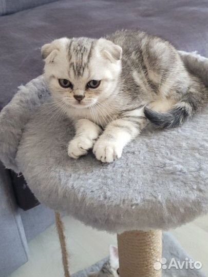 Кошки породистые