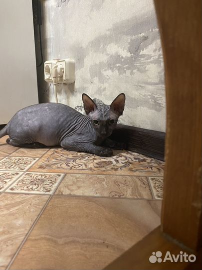 Донской сфинкс кошечка