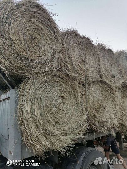 Продаю сено