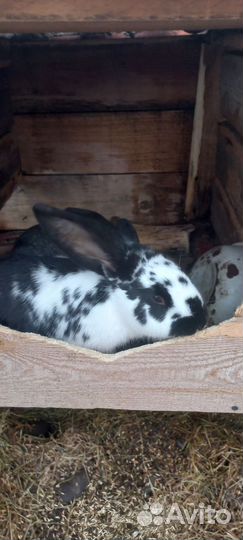 Кролики разных пород