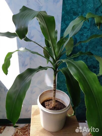Комнатные цветы юкка