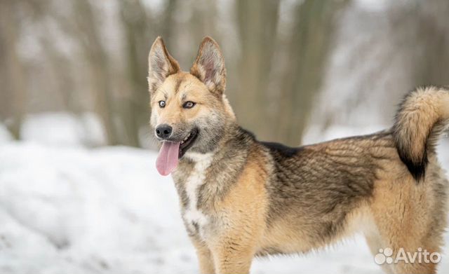 Лёха ищет дом и настоящих родителей