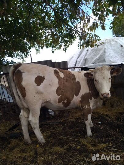 Телка стельная