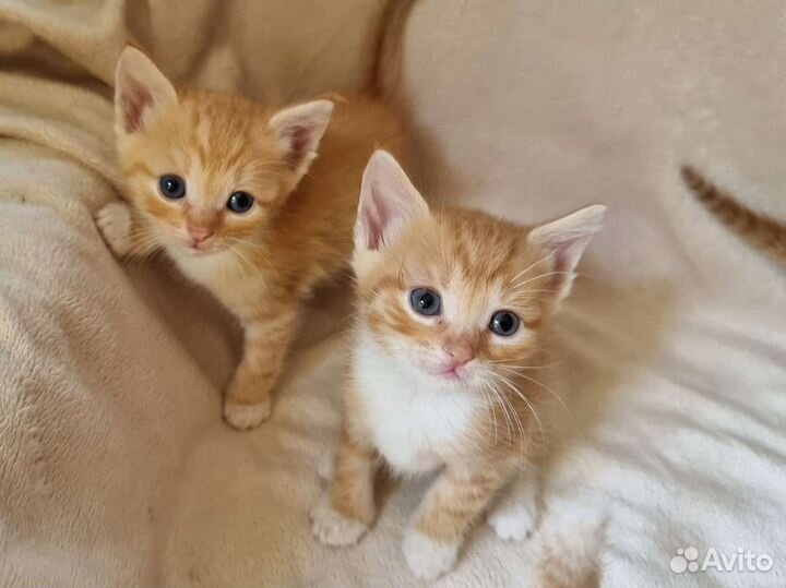 Рыжики 1 месяц в добрые руки