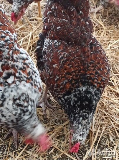 Ливенские ситцевые и Пушкинские