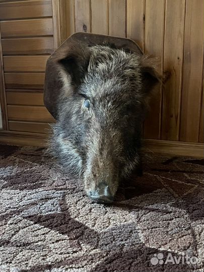 Чучела животных