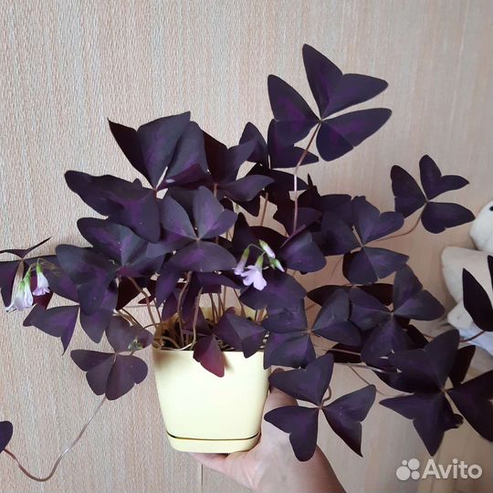 Оксалис Кислица