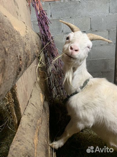 Продаю небольшое стадо коз