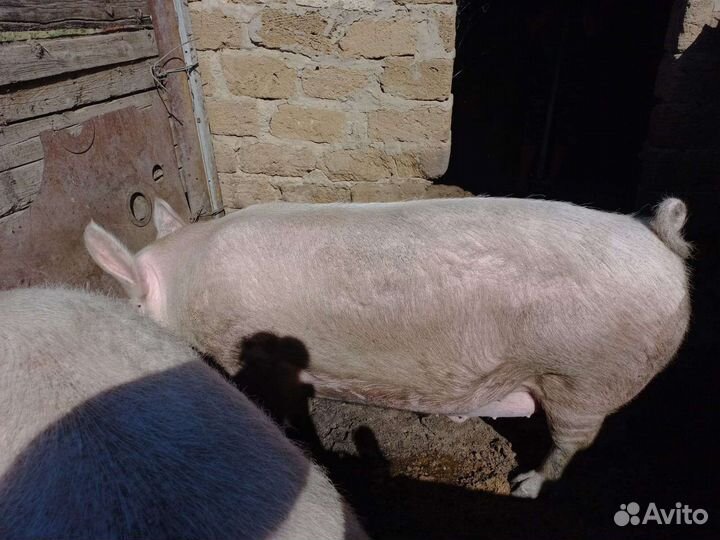 Хряк ландрас