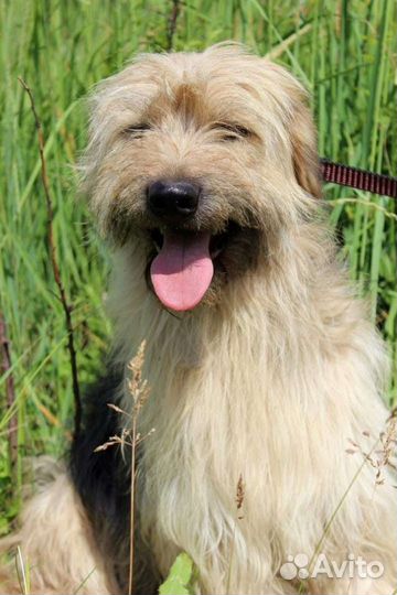 Собака Милли