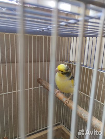 Кенара и канарейки