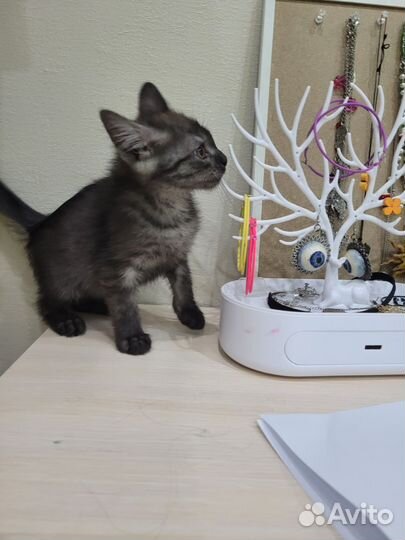 Котята в дар бесплатно
