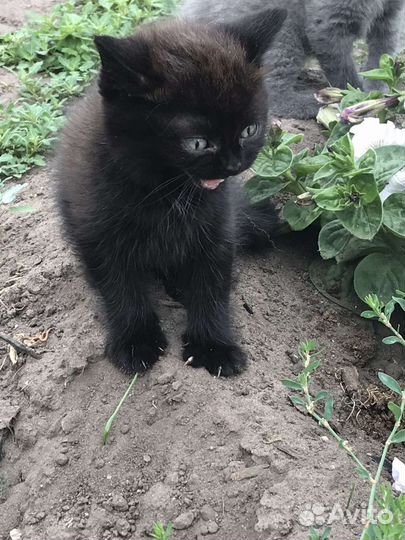 Котята в добрые руки даром