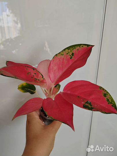 Аглаонемы 1