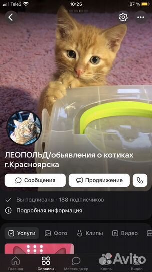Кошка в дар бесплатно