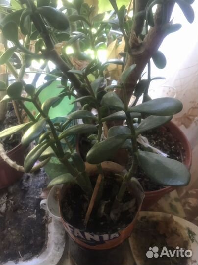 Денежное дерево