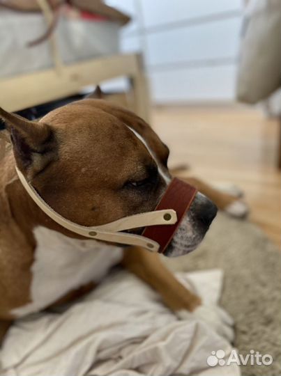 Намордник для собак