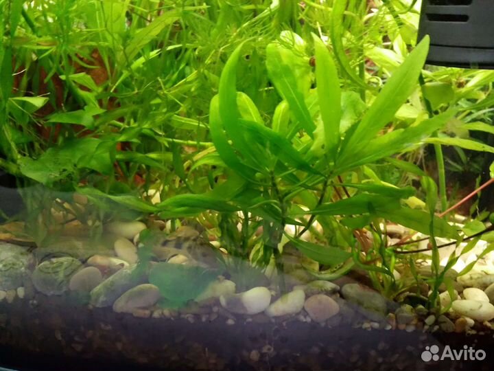 Аквариумные растения