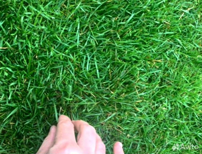 Рулонный газон