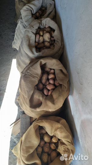 Продам картофель