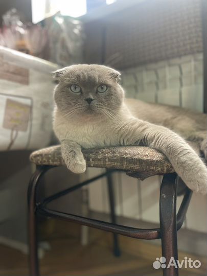 Шотландский кот вязка