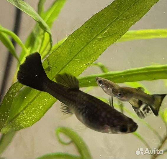 Аквариумные рыбки гуппи черно-синие мальки