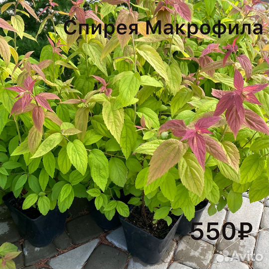 Ель голубая Глаука, лиственница, клен Гиннала