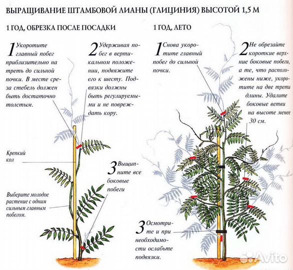 Глициния саженцы