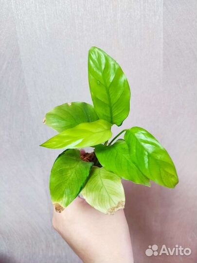 Калатея еллоу fusion
