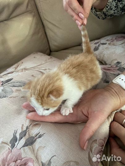 Котенок бесплатно