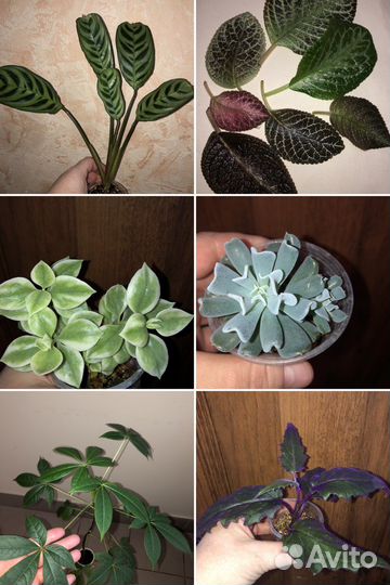 Комнатные цветы