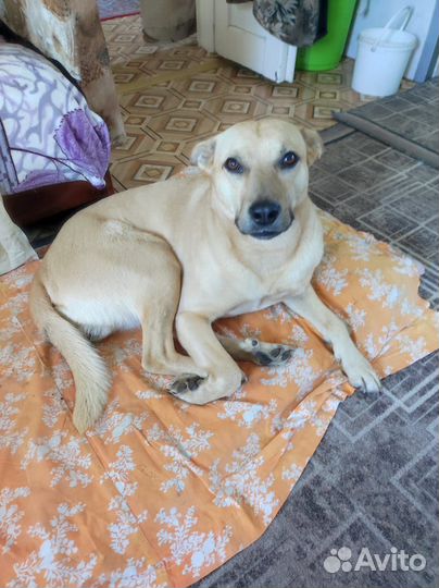 Щенки,помесь лабрадора